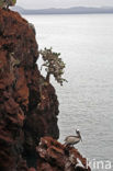 Brown pelican (Pelecanus occidentalis urinator)