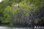 Bruine pelikaan (Pelecanus occidentalis urinator)