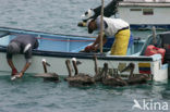 Brown pelican (Pelecanus occidentalis urinator)