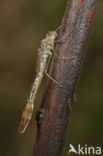 Bruine winterjuffer (Sympecma fusca) 