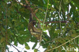 brown-throated three-toed sloth (Bradypus variegatus)