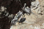 Peruvian Pelican (Pelecanus thagus) 