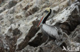 Peruvian Pelican (Pelecanus thagus) 