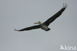 Peruvian Pelican (Pelecanus thagus) 