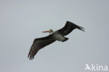 Peruvian Pelican (Pelecanus thagus) 