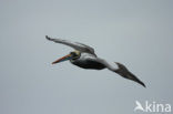 Peruvian Pelican (Pelecanus thagus) 