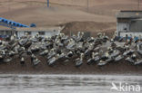 Peruvian Pelican (Pelecanus thagus) 