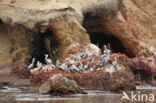 Peruvian Pelican (Pelecanus thagus) 