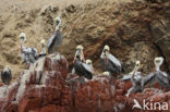 Peruvian Pelican (Pelecanus thagus) 