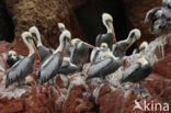 Peruvian Pelican (Pelecanus thagus) 