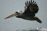 Peruvian Pelican (Pelecanus thagus) 