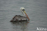 Peruvian Pelican (Pelecanus thagus) 