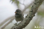 Darwin’s finche (Geospiza spec.)