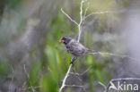 Darwin’s finche (Geospiza spec.)