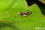 Dendropsophus sp.