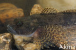 Bullhead (Cottus gobio)