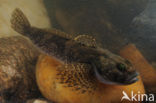 Bullhead (Cottus gobio)