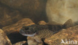 Bullhead (Cottus gobio)