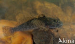 Bullhead (Cottus gobio)