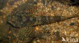 Bullhead (Cottus gobio)