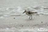 Drieteenstrandloper (Calidris alba)