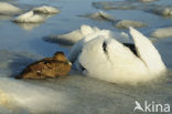 Eider (Somateria mollissima)