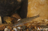 Minnow (Phoxinus phoxinus)