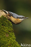 Europese Boomklever (Sitta europaea)