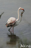 Flamingo (Phoenicopterus ruber)