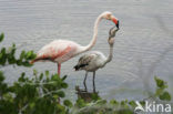 Flamingo (Phoenicopterus ruber)