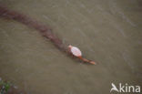 Flamingo (Phoenicopterus ruber)