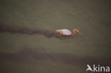 Flamingo (Phoenicopterus ruber)