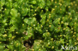 Common Kettlewort (Blasia pusilla)