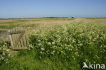 Cow Parsley (Anthriscus sylvestris)