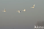 Whistling Swan (Cygnus columbianus)