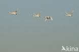 Whistling Swan (Cygnus columbianus)