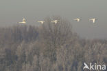 Whistling Swan (Cygnus columbianus)