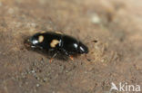 fourspotted sap beetle (Glischrochilus quadrisignatus)