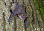 Franjestaart (Myotis nattereri) 