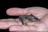 Franjestaart (Myotis nattereri) 