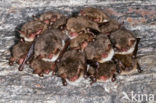 Franjestaart (Myotis nattereri) 