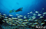 Yellow and blueback fusilier (Caesio teres)