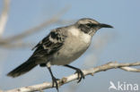 Galalapos Spotlijster (Mimus parvulus)