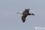 Waved albatross (Phoebastria irrorata) 