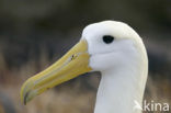 Waved albatross (Phoebastria irrorata) 