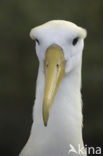 Galapagos albatros (Phoebastria irrorata) 