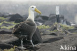 Waved albatross (Phoebastria irrorata) 