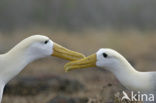 Galapagos albatros (Phoebastria irrorata) 