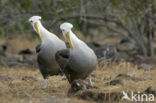 Galapagos albatros (Phoebastria irrorata) 