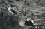 Waved albatross (Phoebastria irrorata) 